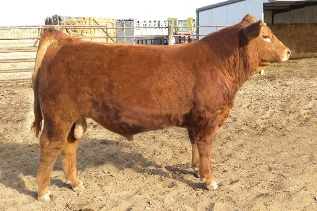 A Red Purebred bull out of Astro and the famous 252 Prissy cow. A bull that s good on the move, eye appealing and comes in well balanced package.