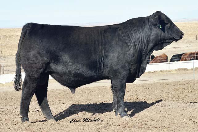 Entry 10 DLW TPG Dedication 7120D is the result of Warner Beef s commitment of the enhancement of the purebred bull population.