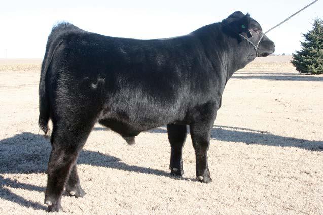 Entry 11 If you are searching for a purebred bull with an unbelievable amount of style HERE HE IS!