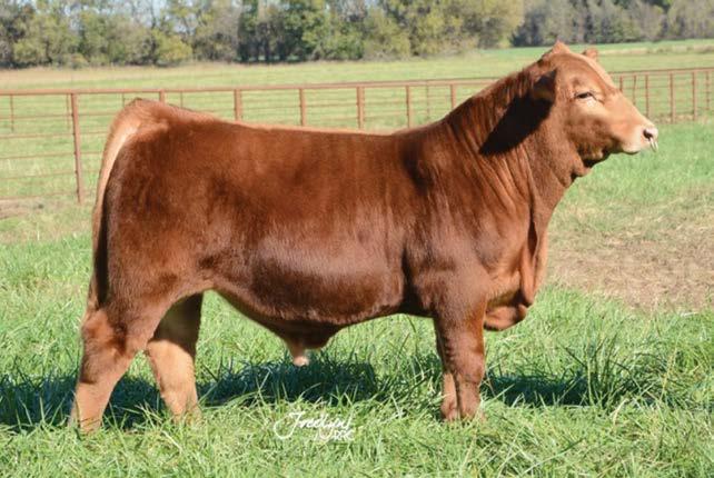 Entry 15 Hilltop Farms is proud to present HTFB Mr. Duramax D624 as our 2017 Breeders Choice Bull Futurity entry.