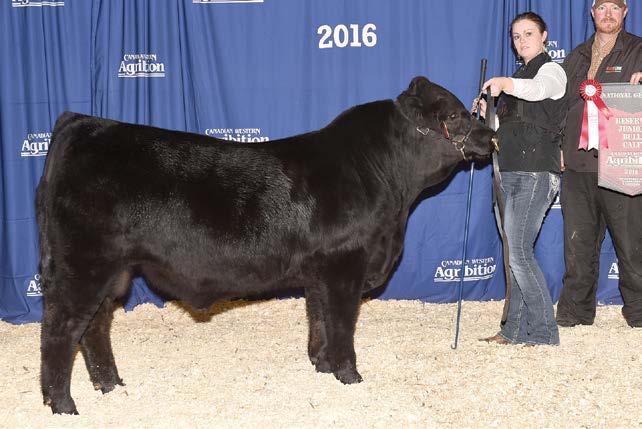 Entry 16 Prairie Hills is excited to present PHG Dominator D78 as our entry in this years bull futurity.