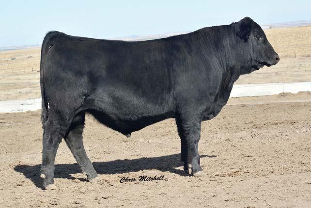 Entry 17 DLW TPG DENSITY 1017D is an exciting fresh sire that offers a new look to the purebred breeders. An ET son of the Matron 802U donor cow that proves her worth with every calf crop.