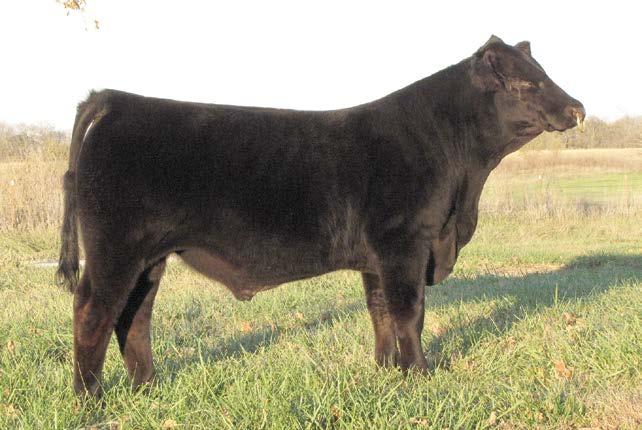 Entry 18 Hightower Cattle Company is pleased to present our 2017 Bull Futurity Entry, HIGH Hard to Find 26D36.