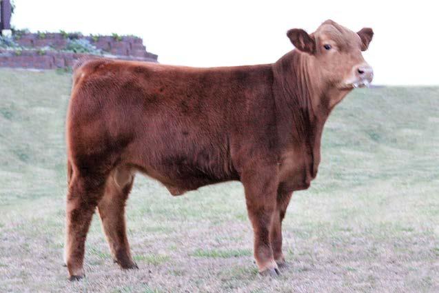 Entry 19 CIRS Duramax 918D is a very solid, well-balanced bull that has all of the right pieces. He has a big, soggy-middle, he s big-topped and he moves very fluently on a big hoof.
