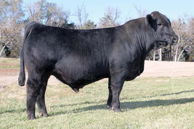 Entry 3 It is with great pleasure that we present you with TAU Full Force 8D a Homozygous Black 88% purebred. Full Force is the result of a powerful mating that was long overdue.