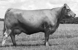 New Trend 217D5 (JRI 217B4) JRI Ms New Phase 140K52 JRI Ms Grand Prix 140G42 (JRI Ms 140D4) Man oh man, this Judd Ranch 140 cow family can flat bring home the beef and you bet, this 140 cow family