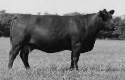 Spring Bred Female/Spring Open Heifer Calves Judd Ranch Purebred Red Angus Females are the Complete Package Purebred Red Angus Great Grandam of Lot 66 64 65 JRI Ms Judd Cherokee 3102Y2 Purebred 1A