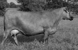 Ms Dynamics 3102S Lonk Ora N3102 (Sell Ribeye 656) Wowsa, you talk about a young purebred 1A Red Angus female that flat knows how to raise babies and put money in the bank.