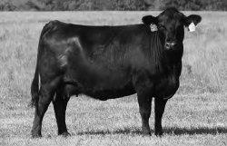 Fall Yearling (Ready to Breed) Open Heifers 85 JR Second Calf Heifer Same 254 Cow Family As Lot 80 & 87 JRI Ms Sweet Caroline 246C9 Black Homo.