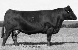 nursing her powerhouse bull calf and I might add that powerhouse bull calf sold for $7,500 in the spring bull sale.