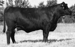 47Z5 JRI Ms Peek A Boo 47X4 (JRI Ms 47S3) JRI Ms Out N About 47C6 offers you total outcross genetics on the paternal side as she s sired by the 2012 Canadian National Champion Gelbvieh Bull SLC