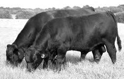 Spring Bred Heifers 9 JRI First Calf Heifer...Same 254 Cow Family as Lot 6, 9 & 10 JRI Ms She s A Pistol 254C56 Black D.
