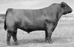 Spring Bred Heifers Judd Ranch Purebred Red Angus Females are The Complete Package 17 JRI Ms Judd Conquest 36C1 Purebred 1A Red Angus Bred Heifer 1733130 Tattoo: 36C1 BD: 2/2/15 BW: 77 WW: 582 What a