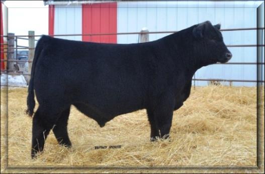 Selling Gelbvieh & Balancer Bulls and Replacement Females