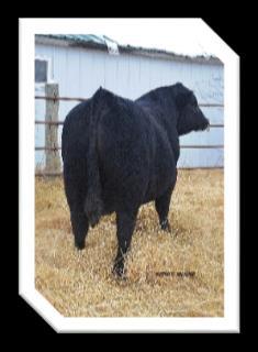 36 Sledgehammer son that is nice patterned and displays good muscle shape. Attractive designed bull from a proven cow family tracing back to our Jewel donor cow.