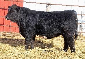 83 Lot 22 This complete made Sledgehammer son comes to us in a smaller package. He excels in terms of shear stoutness and base width throughout.