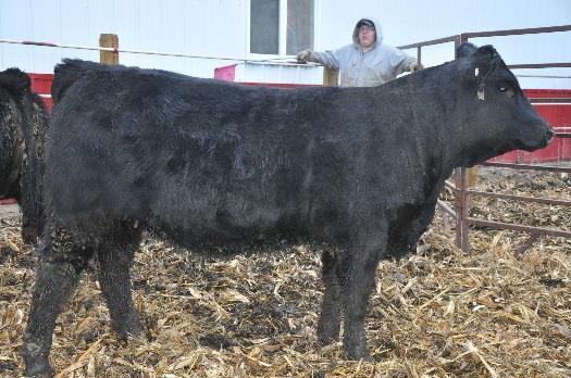 Lot 38 Lot 39 Lot 40 Lot 38 This purebred heifer has a balanced design. Her dam and grand dam are still in our herd doing a great job.