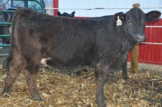 Plenty of rib shape, dimension and length. Lot 40 A very attractive black heifer that has momma cow written all over her.