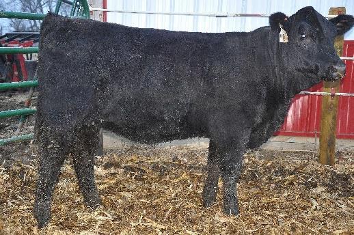 Lot 42 - A very stylist heifer that really catches your eye. A sound heifer with an elegant front. Sired by our Homo black herdsire Bushwacker.