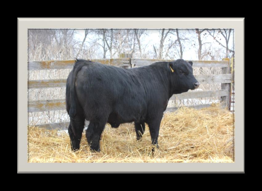 76 Double digit calving ease with an FPI index in the top 4% of the breed, along with tremendous structure and mass, makes this bull one everybody should find on sale day.