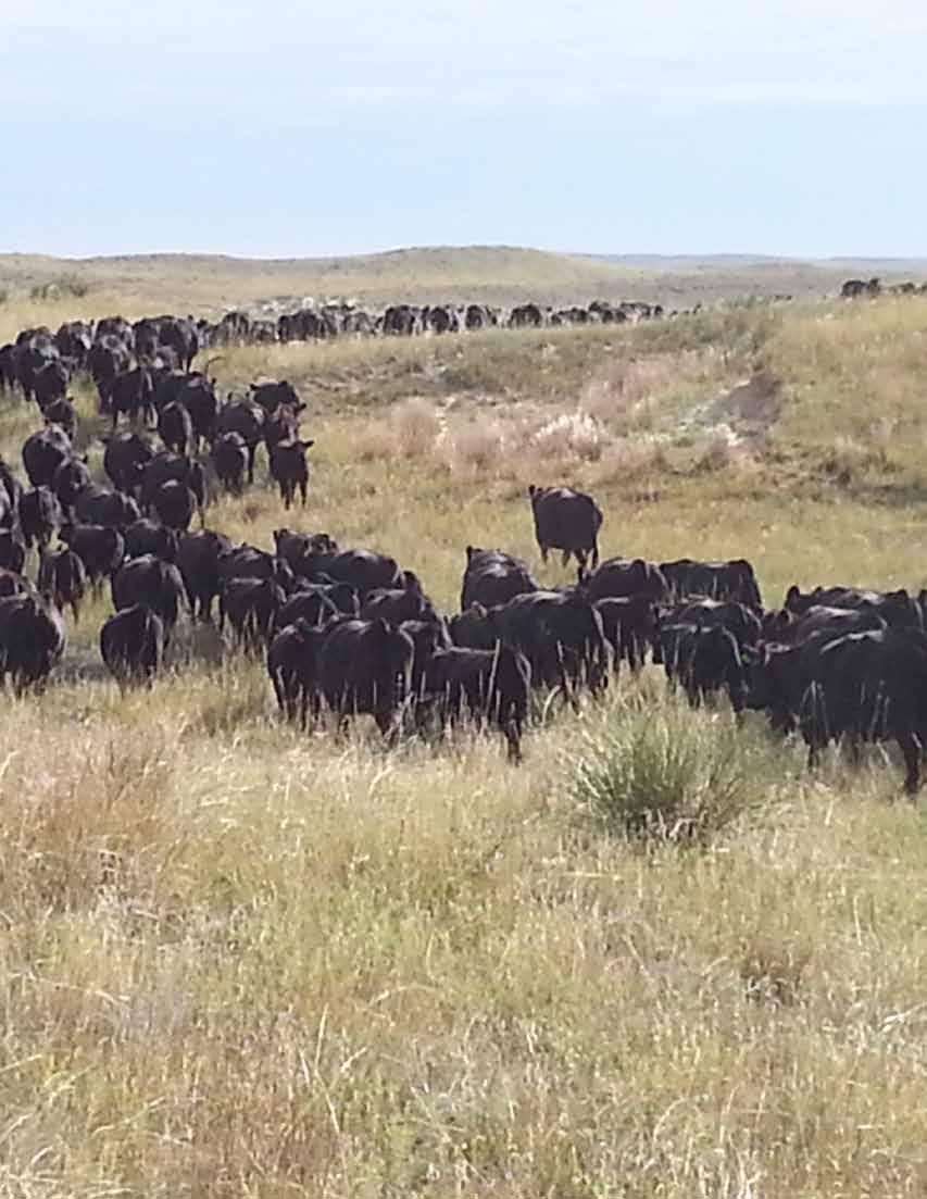 ANGUS GENETICS Heading To The Scale For Your Profits!