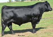 4 th 1 pm MST 7 1/2 miles east of Ogallala, NE Selling 100 head of & Angus Bulls Connealy