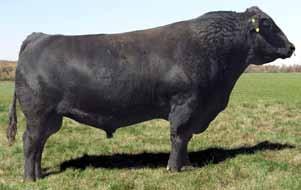 Lot 67 GC Competitor 6122 31/32 Angus 1/32 Gelbvieh BD: 02/27/16 80 558 1059 P 31 P 11.9 4.56 Sire: S A V Competitor 3189E Wn Yrlg Milk $ B 3.2 70 118 27 157.81 Smooth made and younger.