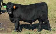 We ve used him to A.I. and also with our embryo transfers. He ranks in the 1st percentile for $B and $F for the Angus breed.