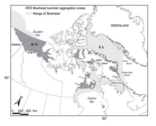 In 1986, COSEWIC split Canadian bowheads into "Eastern and Western Arctic populations" to allow separate designation.