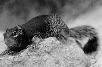 Rock Squirrel Fumigants Trapping Toxicants Eliminate