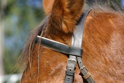 Make sure that the browband is also long enough; it should not pull the headpeice of the bridle forward and you should be able to run two fingers underneath it from one side to the other.