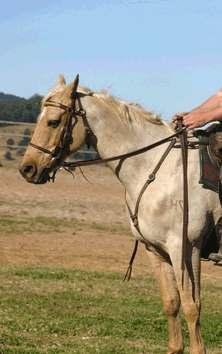 Open ended or split reins ( western reins ) should be long enough so that they do not slip off the