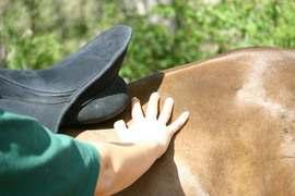 A horse should never carry weight beyond this point because the back is not strong enough without the support of the