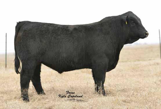 Bred Cows TJ DIPLOMAT 294D Service sire of Lot 10. 3C PASQUE 4331B B Service sire of Lot 11.