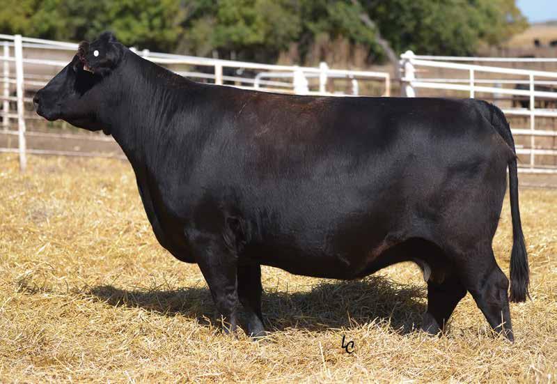 Bred Cows TJ 66Y Sells as Lot 35.