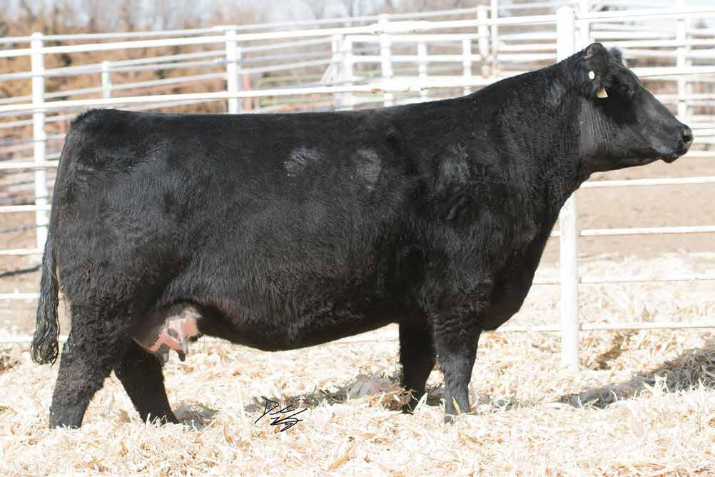 Frozen Embryo Packages TJ 21Z Full sister to the dam of Lot A embryos.