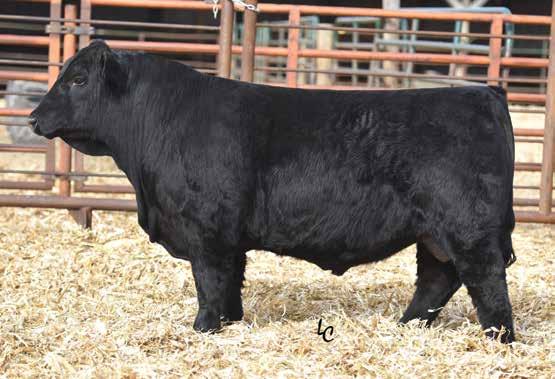 Frozen Embryo Packages RDP WENDY W14 Dam of Lot B and Lot C embryos.