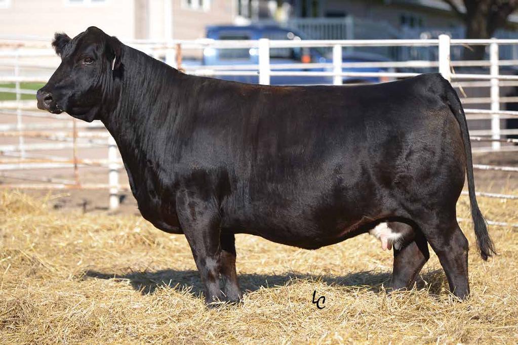 Proven Donors TJ 33Y Sells as Lot 1.