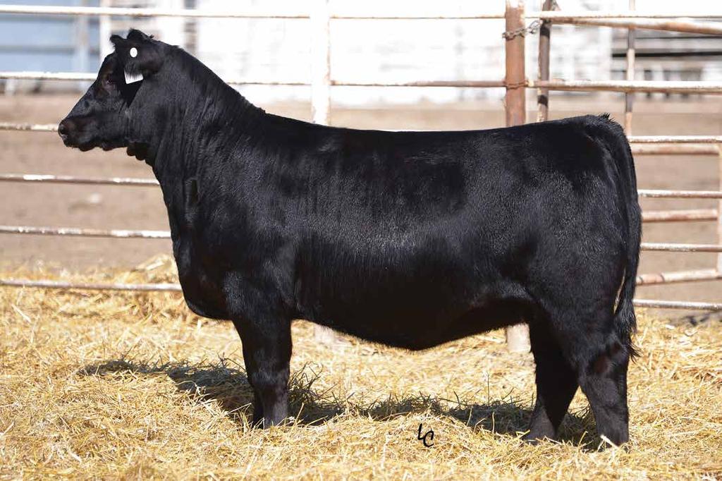 Open Heifers 955F Sells as Lot 104. 104 955F Black Homozygous Polled 1/2 SM 1/2 AN ASA #3459906 955F BD: 1/12/2018 CONNEALY CONFIDENCE PLUS Sire of Lots 104, 105.