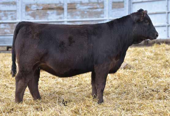 Proven Donors RDP WENDY W14 Sells as Lot 4.