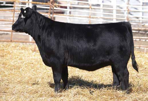 Proven Donors TJ MISS FINAL ANSWER Y13 Sells as Lot 5.