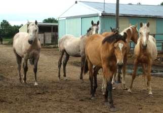 minimum yearly cost to care for a horse in the USA, not including veterinary and