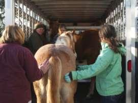 Things to consider before you get the horse: How Will You Get it Home?