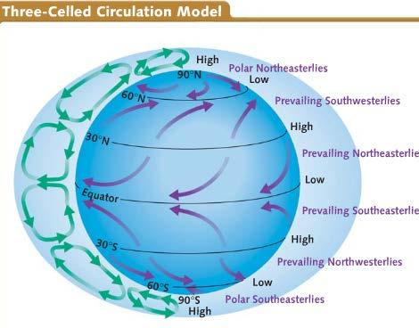 Because the Earth does rotate the Coriolis Effect this one convection cell air cools before it reaches the poles - celled circulation model is used 3-Celled Circulation