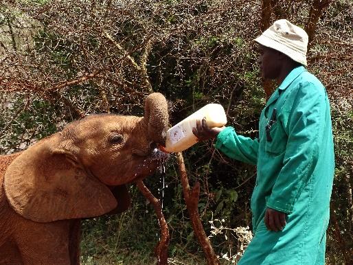 We ll make two visits to the David Sheldrick Wildlife Trust Elephant Orphanage a must for any visitor to Nairobi!