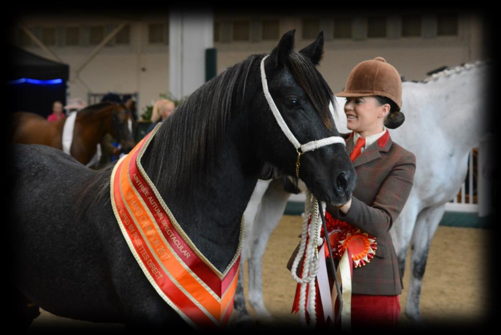 16. TSR IN HAND PONY FINAL Any age & type for ponies not exc 153cms. Stallions to be shown by handlers 16 years & over. Open to handlers with TSR or Equifest card.