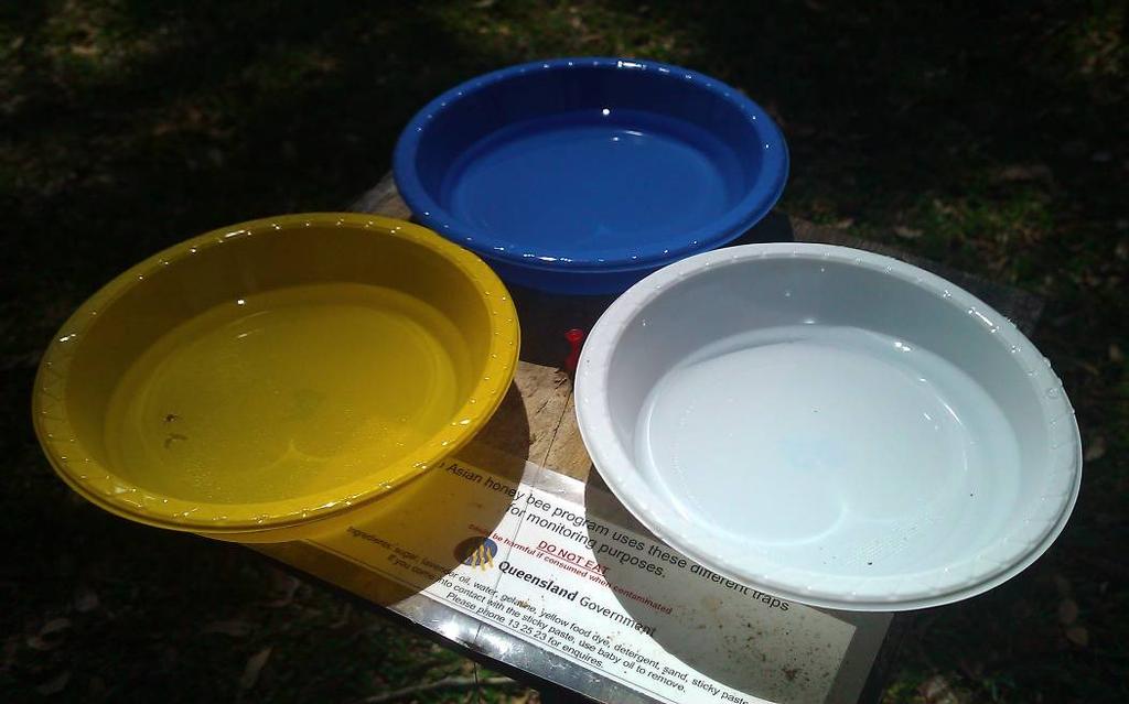 half) Yellow, blue and white pan traps AHB