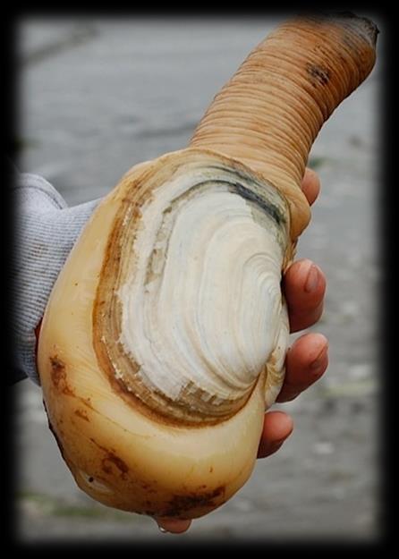 Classifying Marine Animals Mollusks ( soft bodied ): Soft