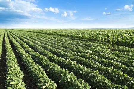Millions of Bushels or Bushel Equivalent 7 6 5 4 3 2 1 U.S. Soybean Marketing Year (September 1 to August 31) Ending Stocks, 2 217 Oil: 1 MT=26 bu Meal: 1 MT = 46.