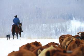 In the winter, ranchers may gather up all their horses. They may spend some time training newer horses. Horses need to respond to a light touch of the reins or pressure on their sides.